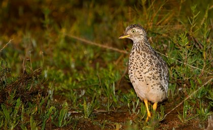 A plains-wanderer